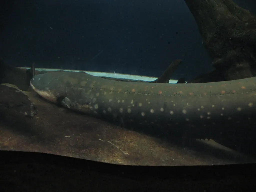 10. Electric Eels Coordinating Electrical Fields Across Multiple Prey (hoyasmeg, Flickr, CC BY 2.0)