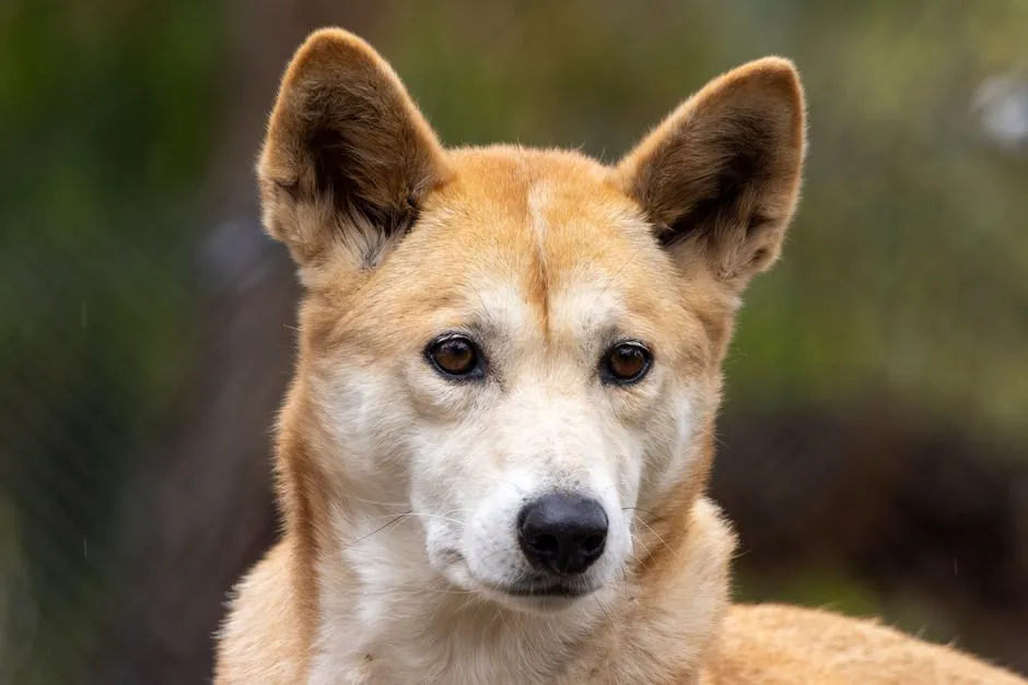 #7 - Dingoes: The Wild Dogs Who Only Hedge Their Bets Once (Image Credits: Pexels)