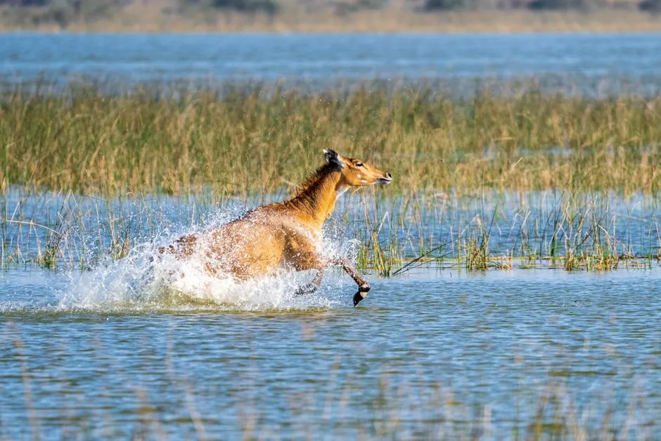 3. The Nose Helps Them Run Fast Without Overheating (Image Credits: Pexels)