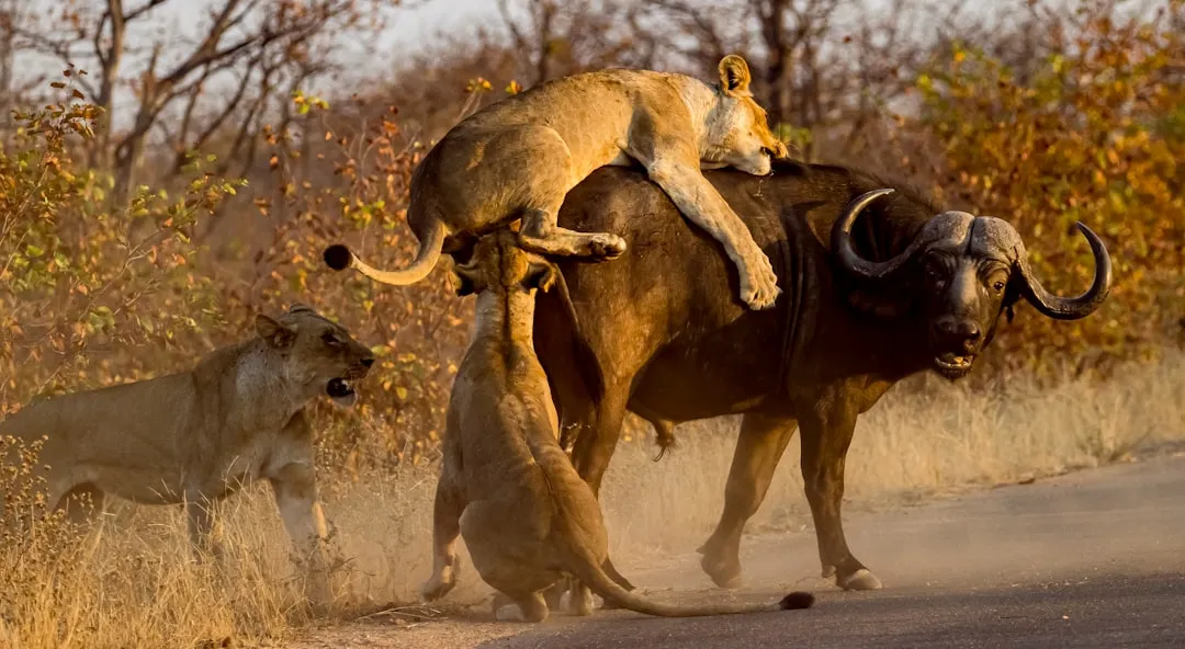 African Buffalo When the Pride Is Strong (Image Credits: Unsplash)
