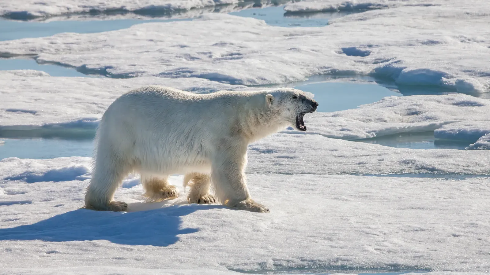 The Polar Bear: Arctic's Massive Hunter (Image Credits: Wikimedia)