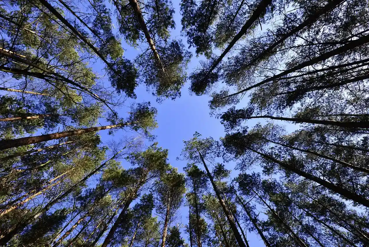 Forest Rings: Circular Patterns Nobody Expected (Image Credits: Pixabay)