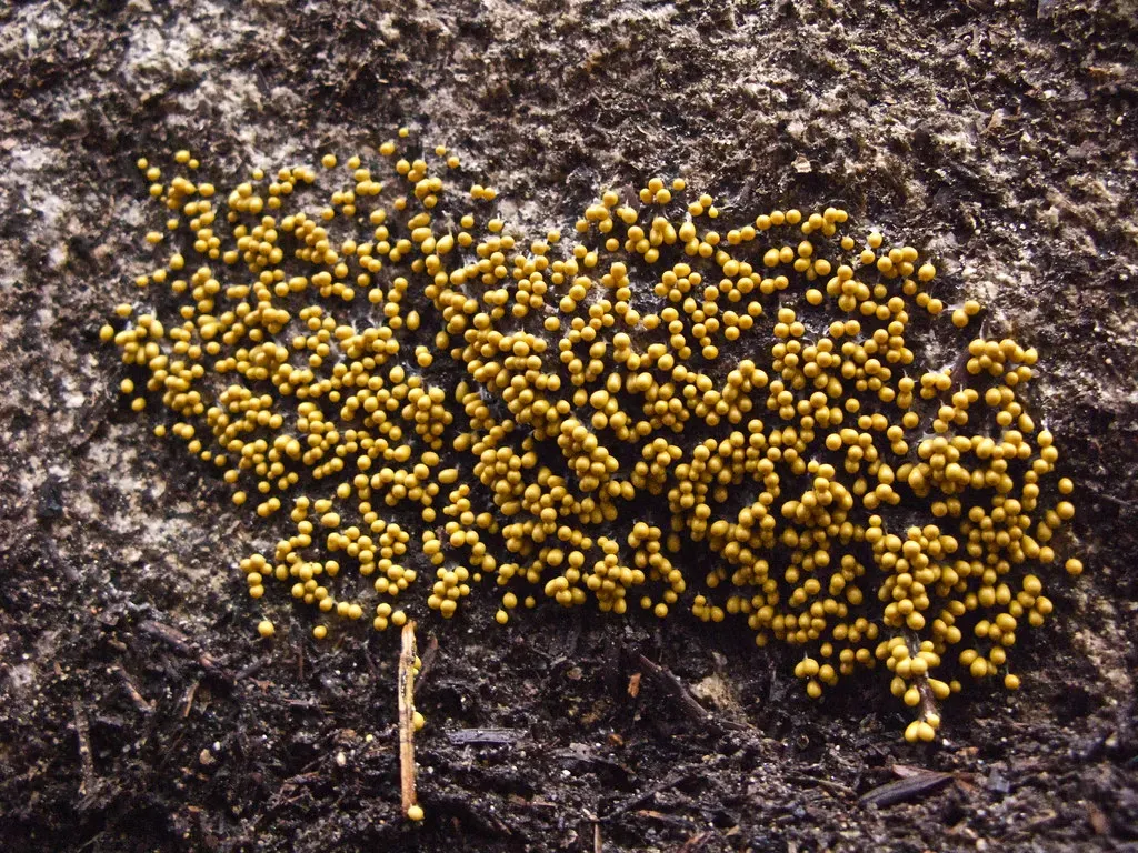 10. Slime Molds: The Brainy Blob (Image Credits: Flickr)