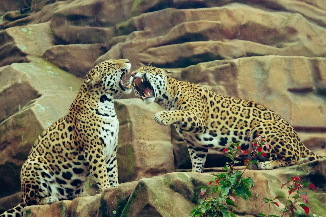Evolutionary Roots of Pair Bonding (Image Credits: Unsplash)