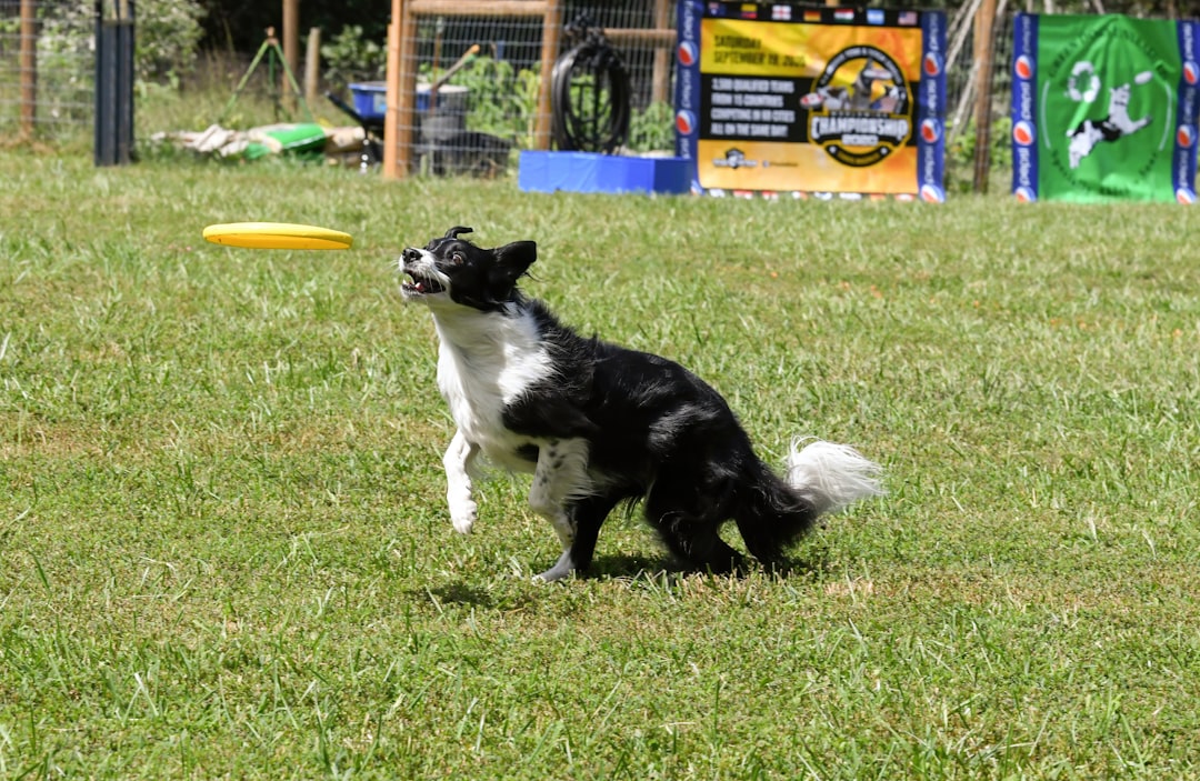#13 Border Collie (Image Credits: Unsplash)