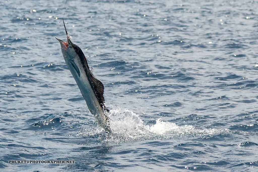 Sagittarius: The Marlin (Image Credits: Flickr)