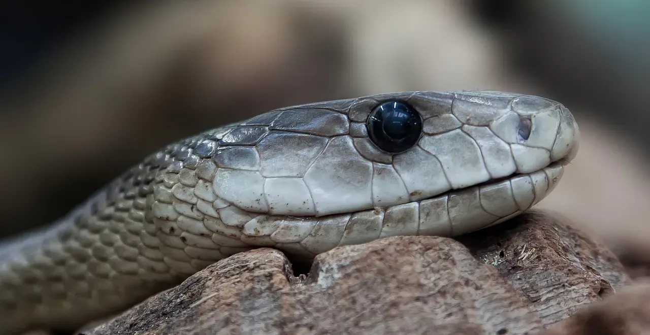 #8. Scorpio (October 23 – November 21): The Black Mamba (Image Credits: Pixabay)