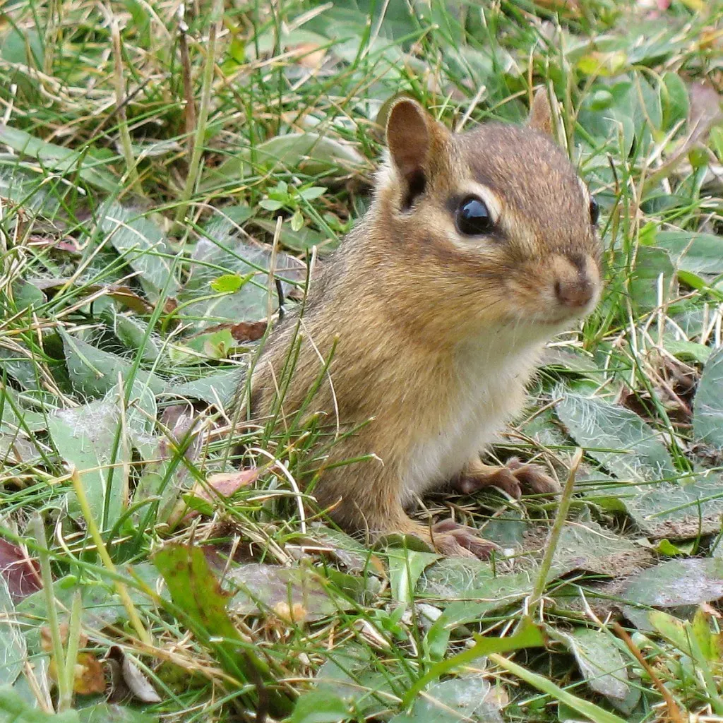 #11: Their Lifespan Is Short, but They Pack a Lot into It (Gilles Gonthier, Flickr, CC BY 2.0)