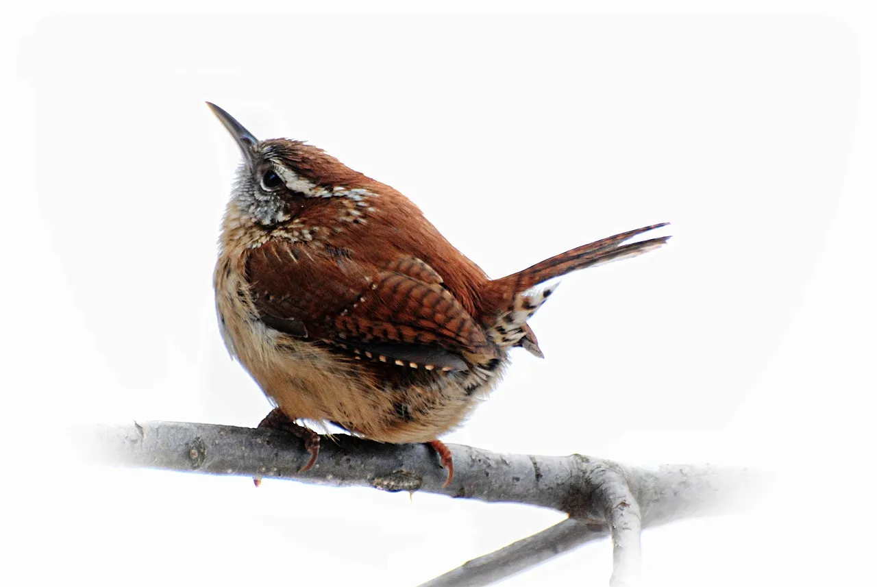 4. Ingenious Nest Builders (Image Credits: Pixabay)
