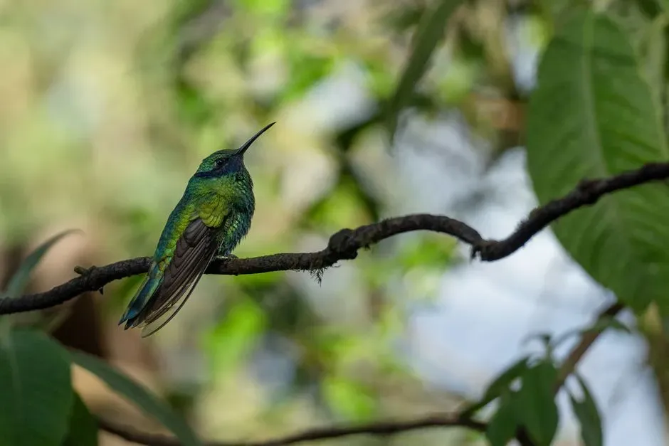 #14 - They Are Solitary Competitors, Even During Migration (Image Credits: Pexels)