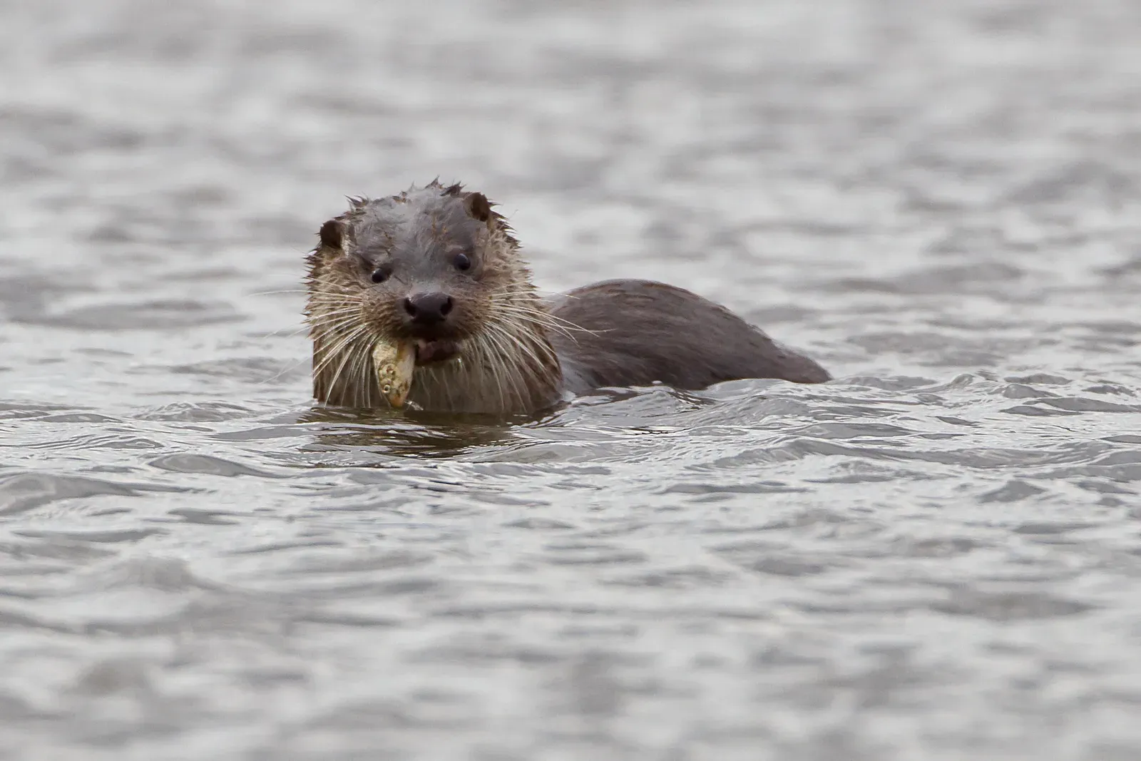 Aries: The Energetic Otter (By Juan Lacruz, CC BY-SA 3.0)