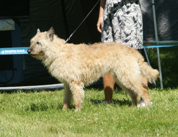 #6 Belgian Laekenois - The Forgotten Herder (Image Credits: Wikimedia)