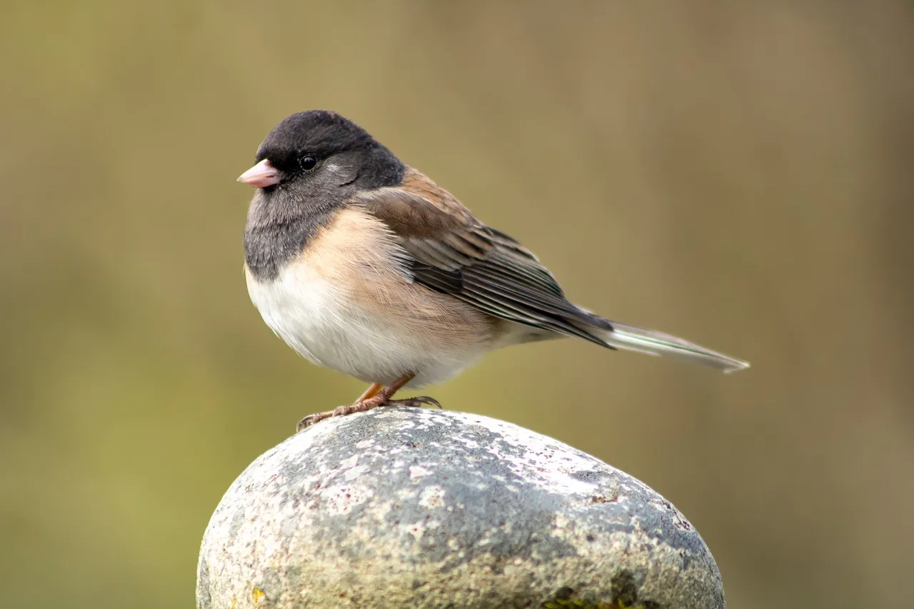 #19 - Dark-eyed Juncos Have Quietly Vanished From Feeders (Image Credits: Pixabay)