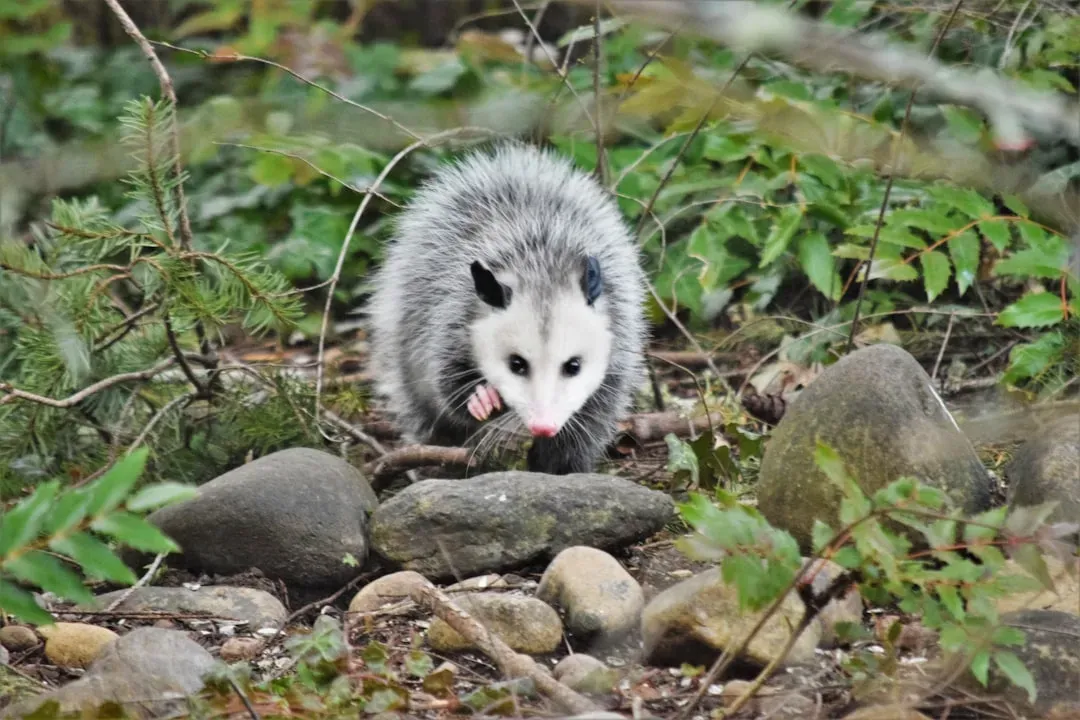 They Are Marsupials, Not Oversized Rodents (Image Credits: Unsplash)