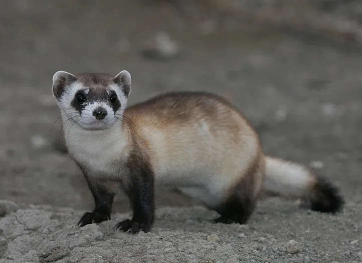 Every Black-Footed Ferret Alive Today Traces Back to Just Seven Founders (Black-footed Ferret

Uploaded by Mariomassone, Public domain)