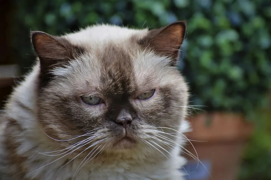 #4 - "Grumpy-Face" Cats: Misjudged at a Glance (Image Credits: Pexels)
