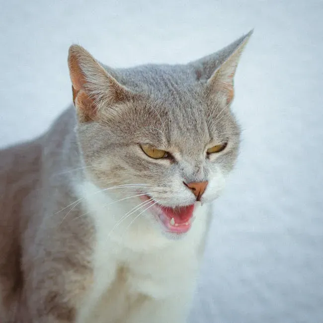 The Prolonged, Low Pitched Yowl (Image Credits: Pexels)