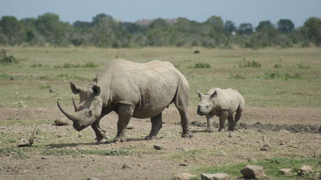 Rhinoceros (Image Credits: Unsplash)