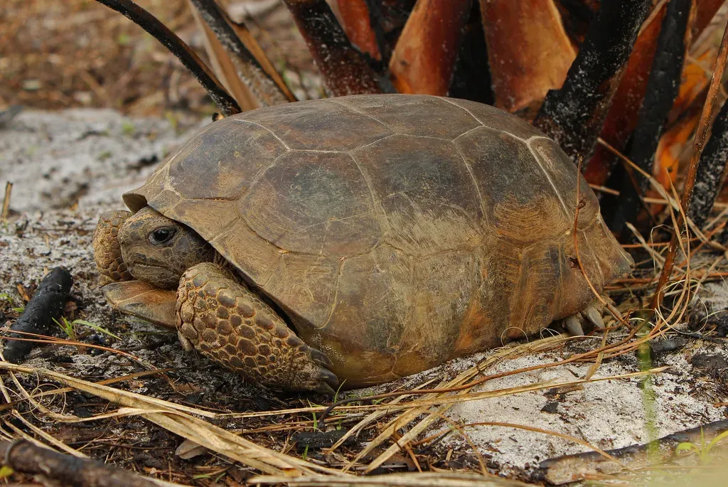 The Gopher Tortoise: A Keystone Species in the Sandy Soil (2ndPeter, Flickr, CC BY 2.0)