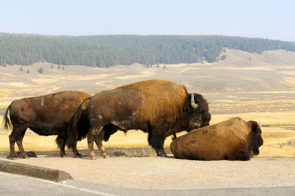 Grand Canyon National Park: The Controversial North Rim Herd (Image Credits: Flickr)