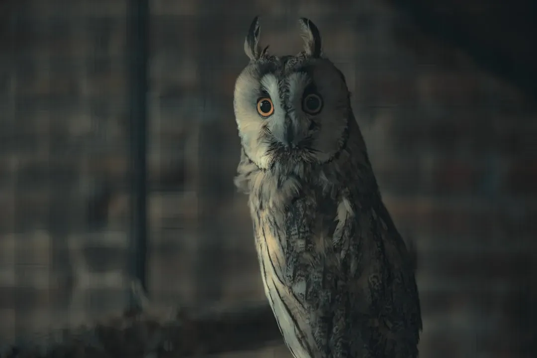 The Owl: Keeper of Sacred Knowledge (Image Credits: Unsplash)