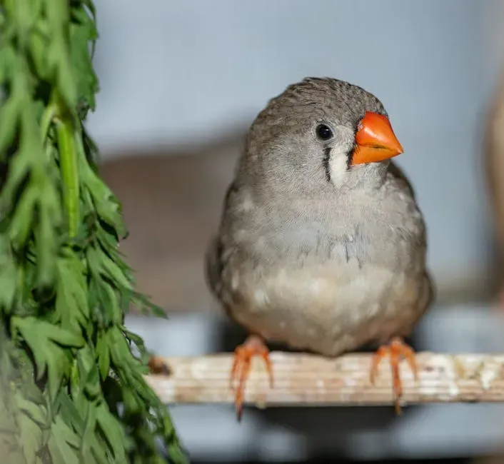 #1 Their Conical Beaks Are Built for Precision (Image Credits: Pexels)