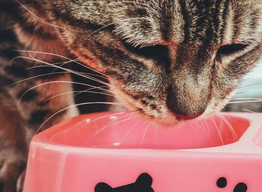 #3 - He Still Shows Up Hungry, Right on Schedule (Image Credits: Pexels)