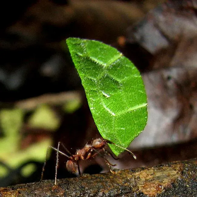 Leafcutter Ants: Tiny Farmers with Massive Strength (Image Credits: Flickr)