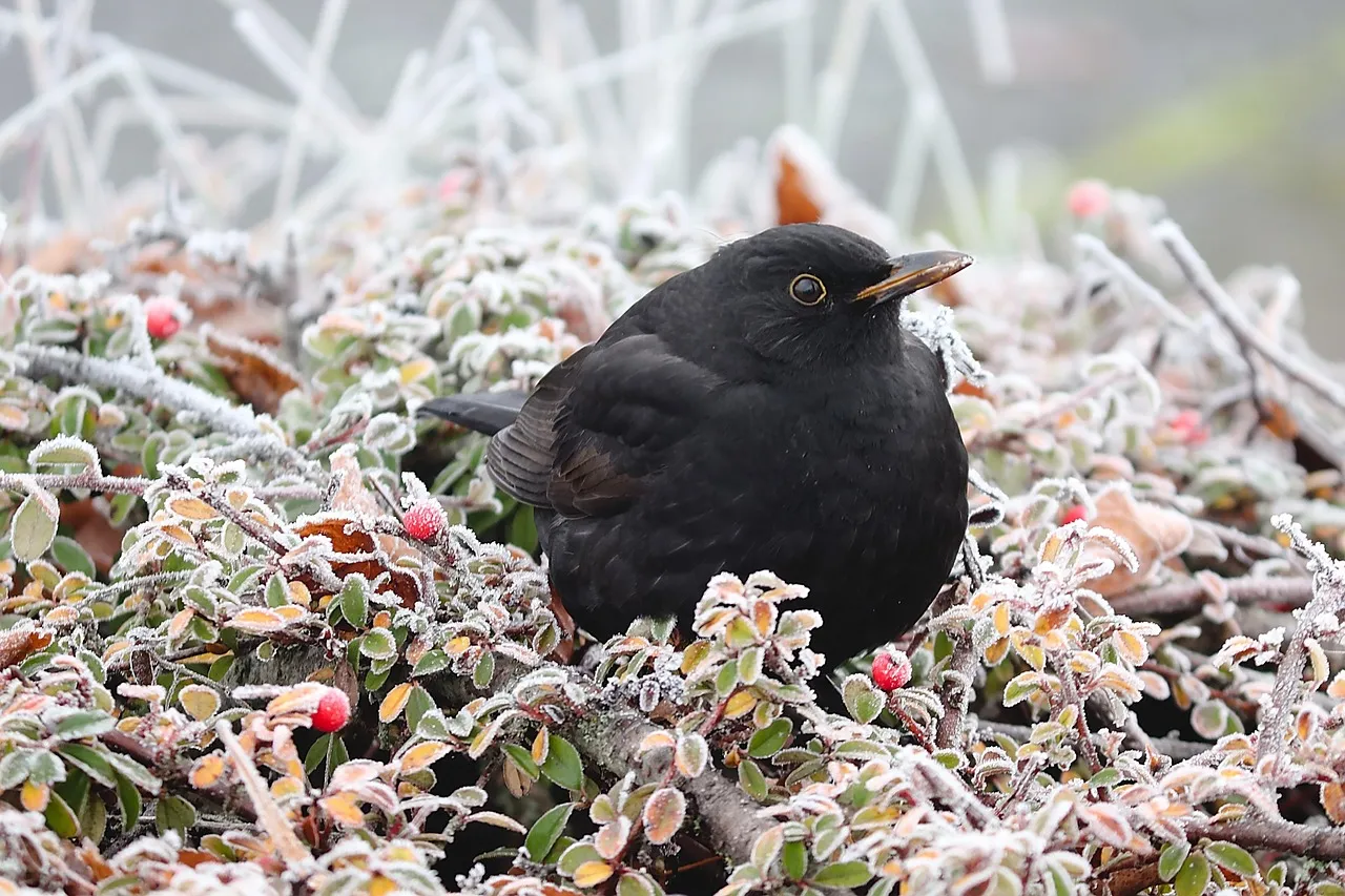 #4 - Bushes and Hedges "Twitch" Even When You See No Birds (Image Credits: Pixabay)