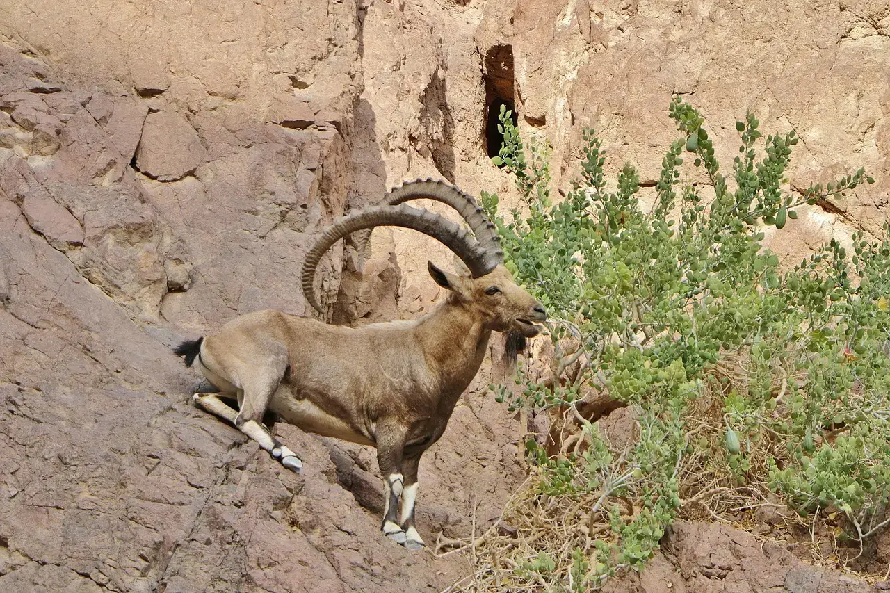 Capricorn: The Mountain Goat Climbing Steadily (Image Credits: Pixabay)