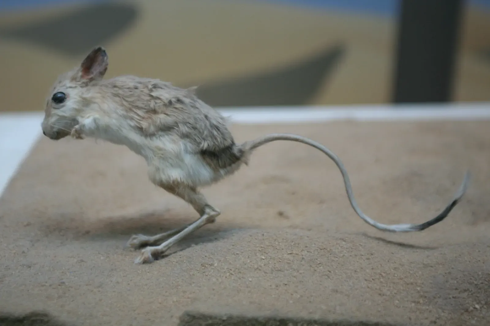 7. The Jerboa - The Sahara's Tiny Kangaroo Lookalike (By Cliff, CC BY 2.0)