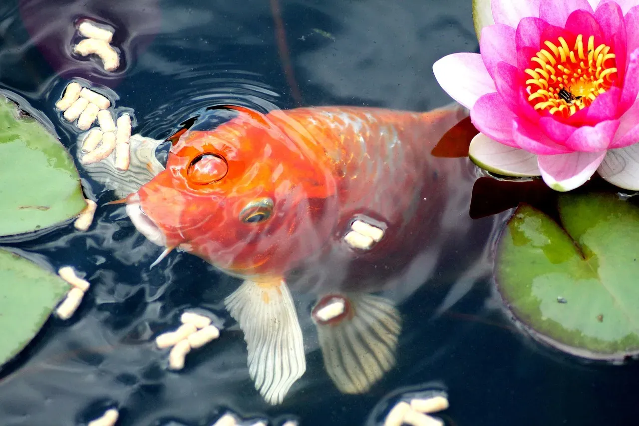 Ensuring Proper Pond Depth and Preventing Complete Freezing (Image Credits: Pixabay)