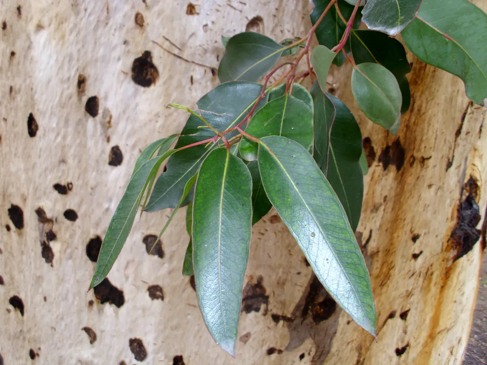Eucalyptus (Image Credits: Wikimedia)