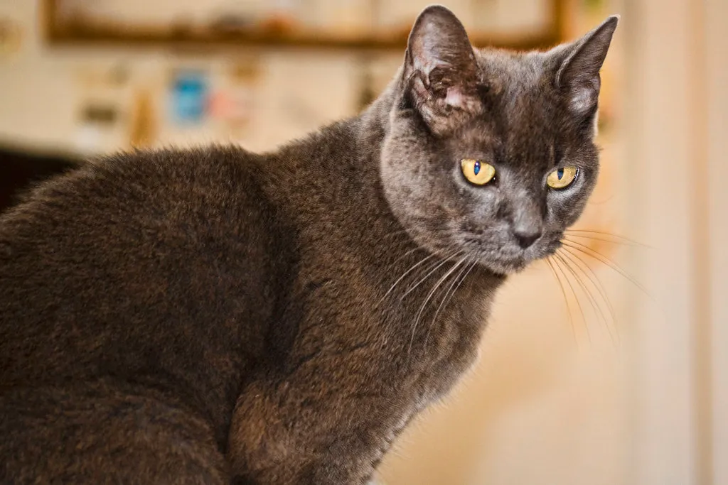 #6 - Owner's Offhand Comments About Litter Box Habits (Muffet, Flickr, CC BY 2.0)