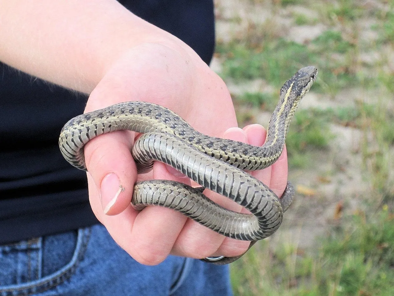 2. Garter Snakes Sun Themselves in Plain Sight (Image Credits: Pixabay)