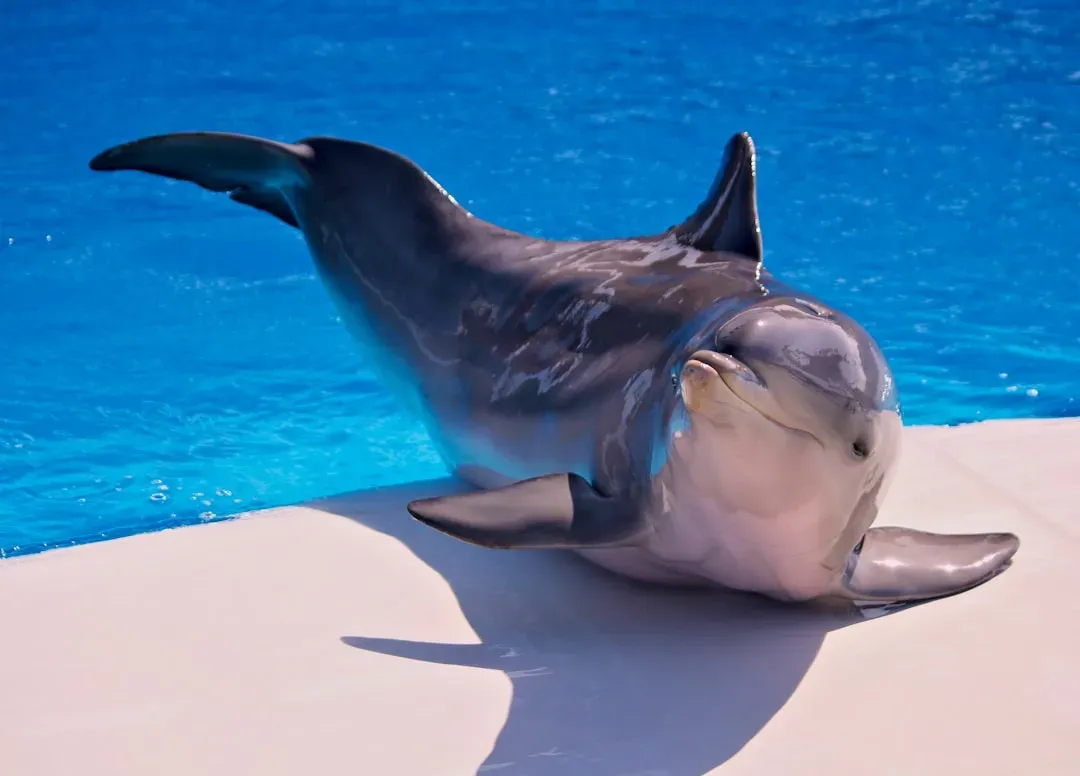 Dolphin Sleep: One Brain Hemisphere at a Time (Image Credits: Unsplash)