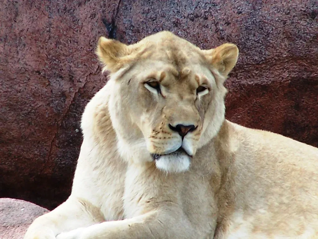 Leo: The Lion (Image Credits: Flickr)