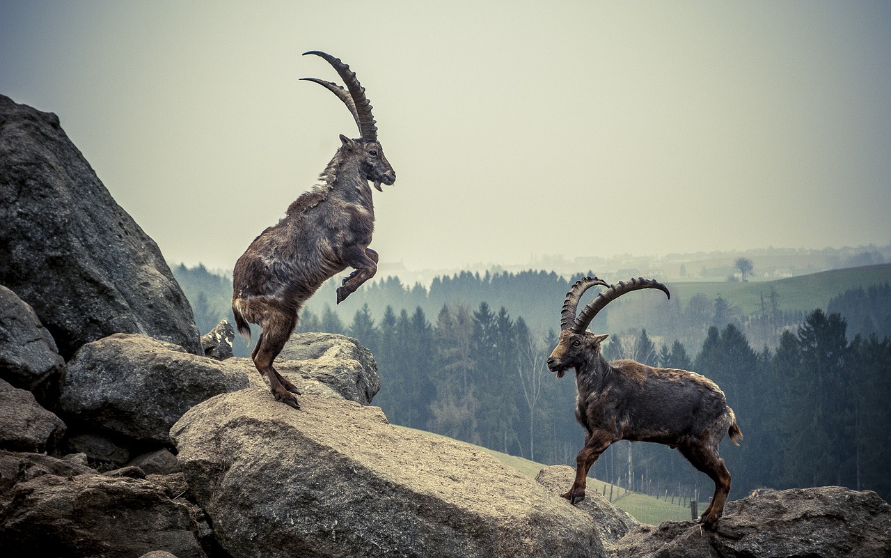 Conclusion (Image Credits: Pixabay)