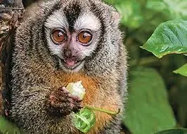 10. Night Monkey: The Only True Nocturnal Primate (Image Credits: Wikimedia)