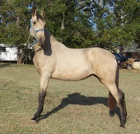 The Tennessee Walking Horse: Grace Under Pressure (Image Credits: Flickr)