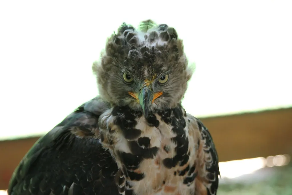 #5 Leo – The African Crowned Eagle (Jon Mountjoy, Flickr, CC BY 2.0)