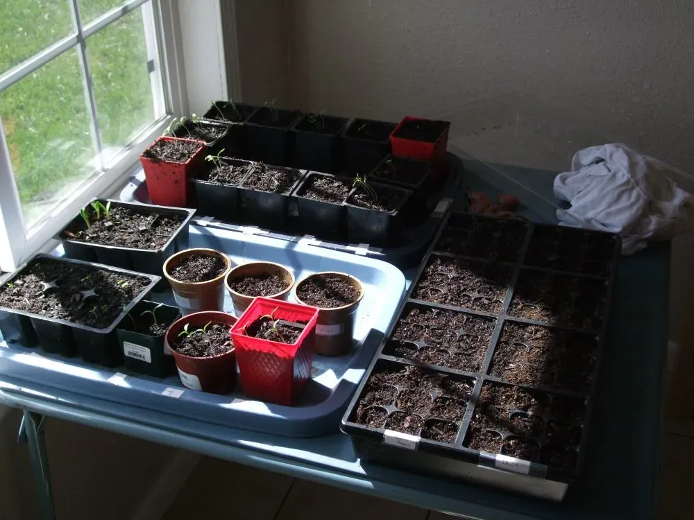 Start Seeds Indoors at the Right Moment (jeremy_w_osborne, Flickr, CC BY 2.0)