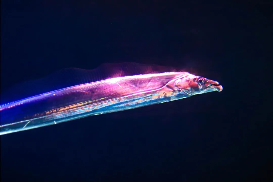 Viperfish: The Needles-in-the-Dark Assassin (Image Credits: Unsplash)