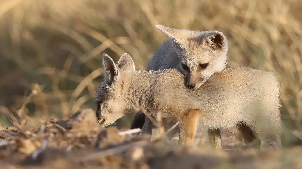 Bengal Fox: India's Grassland Specialist (Image Credits: Pixabay)
