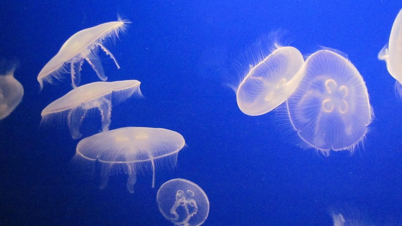 Revolutionary Discoveries in Deep-Sea Emergence (Image Credits: Pixabay)