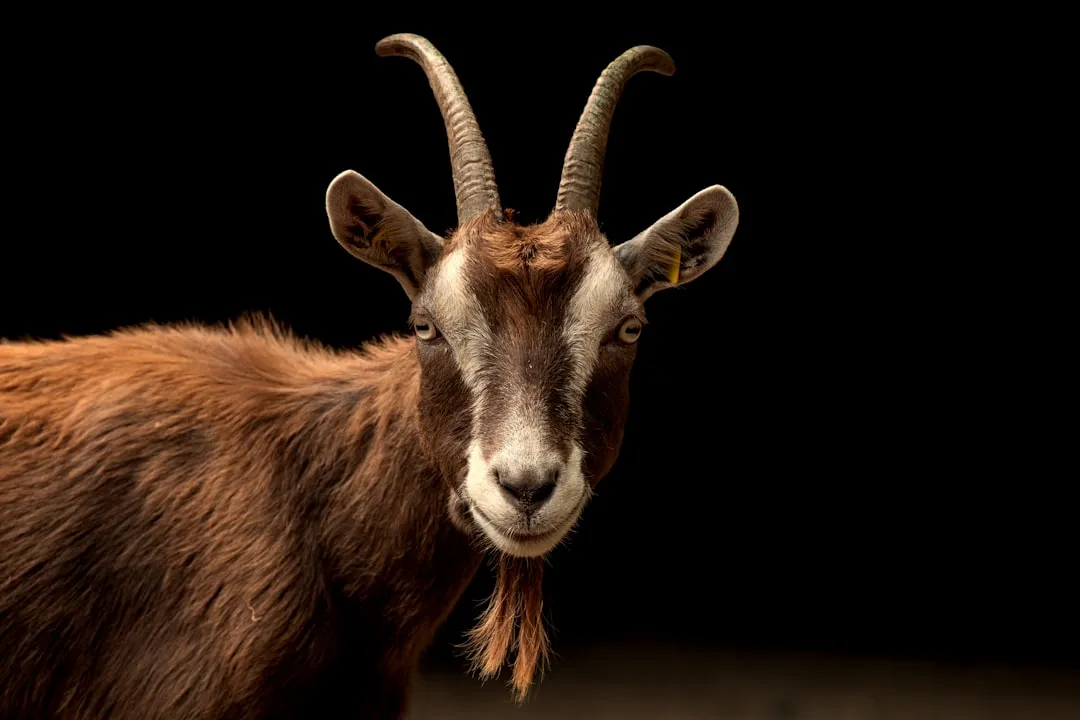 What This Reveals About The Inner Life Of A Goat (Image Credits: Unsplash)
