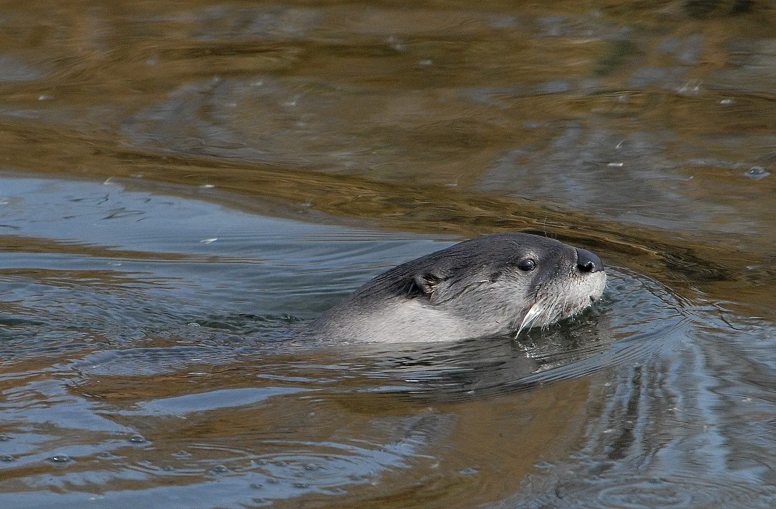 Wisconsin (River Otter Swimming, Public domain)
