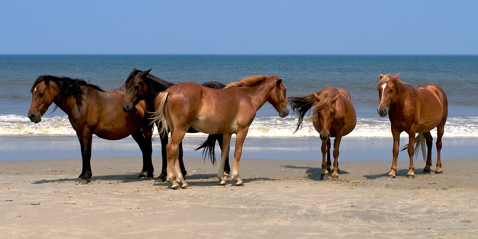 #6 - Spanish Mustangs and Other Ultra-Hot Primitive Types (By Kevincollins123, CC BY-SA 3.0)