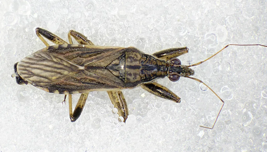 9. Damsel Bugs: Flower-Hiding Ambushers (AJC1, Flickr, CC BY-SA 2.0)