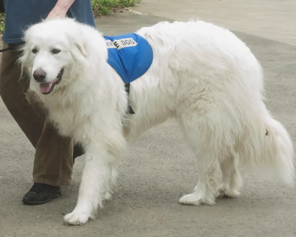 The Great Pyrenees: The Gentle Giant That Means Business (Image Credits: Flickr)